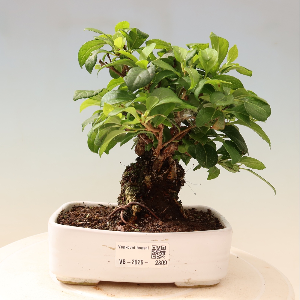 Bonsai für draußen - Celastrus orbiculatus