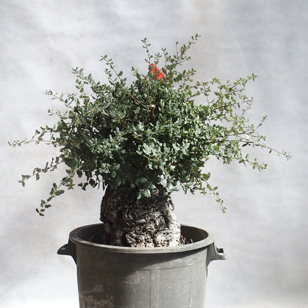 Outdoor-Bonsai Quercus suber - Kork-Eiche
