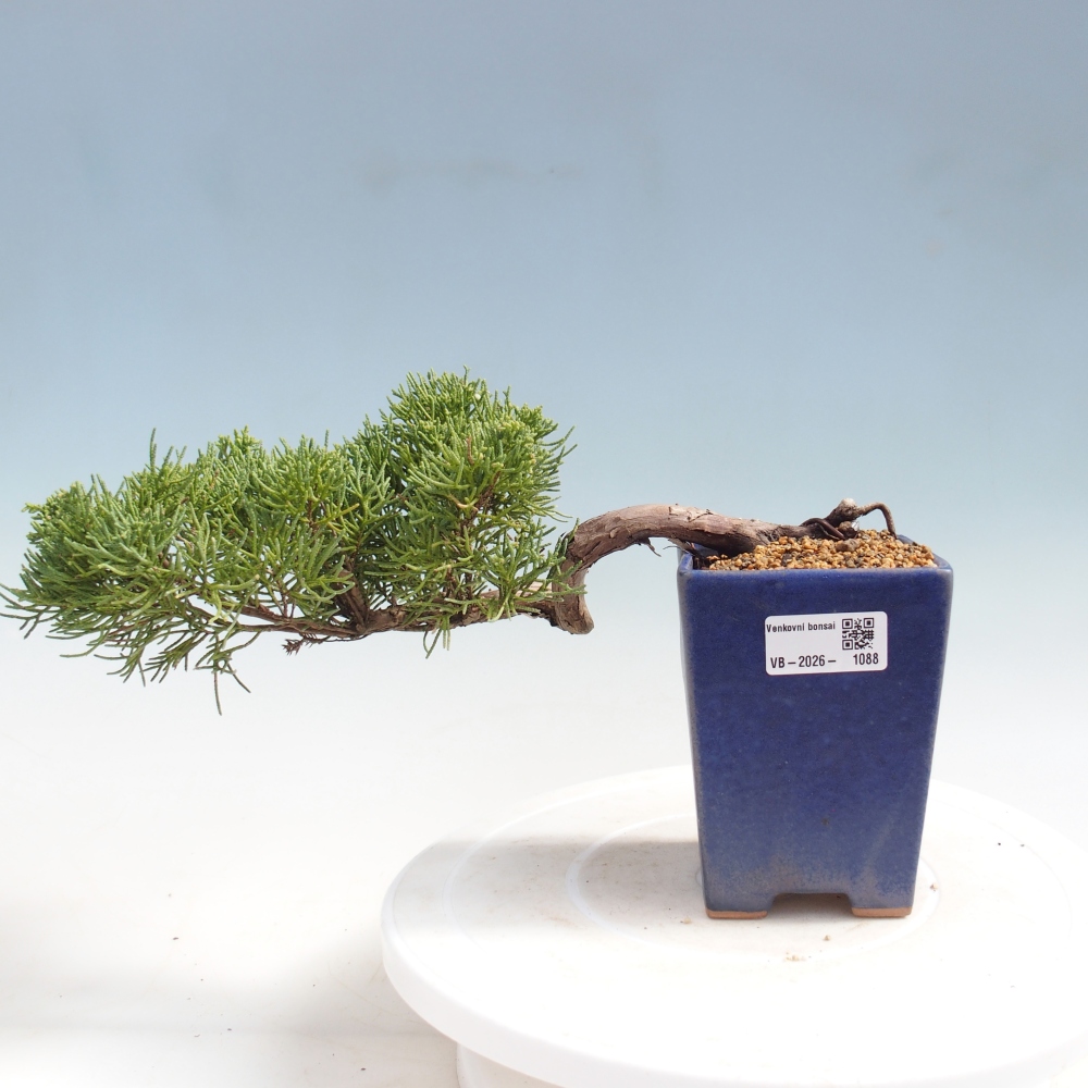 Bonsai für draußen - Juniperus chinensis Kishu