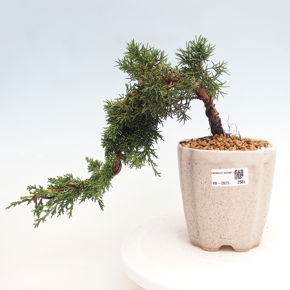 Bonsai im Freien - Juniperus chinensis Kishu - Chinesischer Wacholder