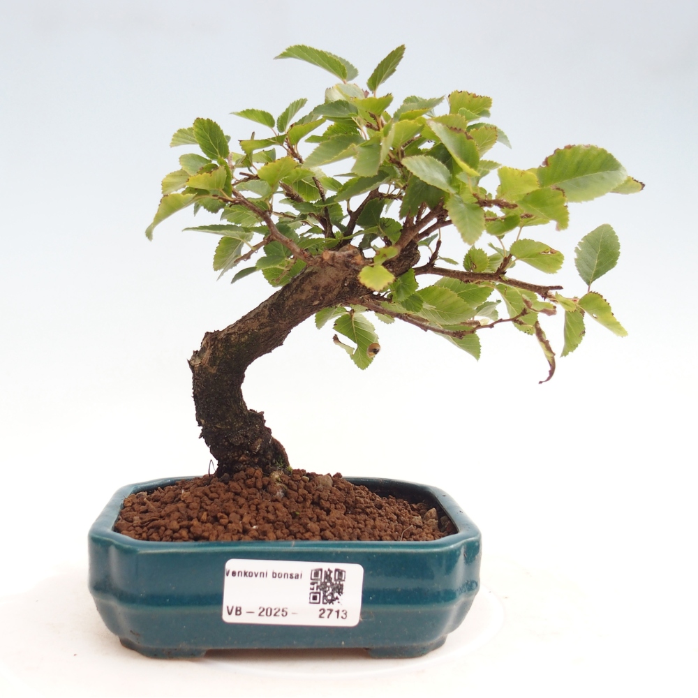 Outdoor-Bonsai -Carpinus CARPINOIDES - Koreanisch Hainbuche