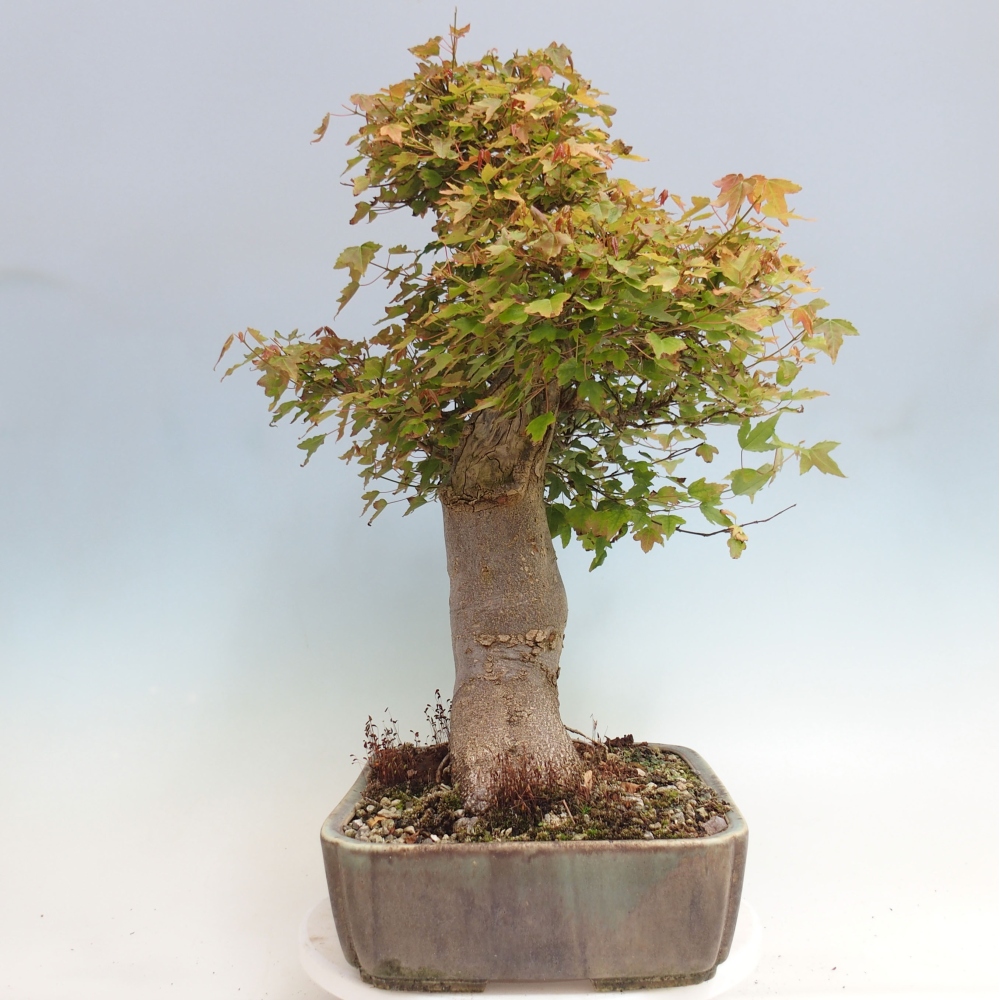 Bonsai im Freien - Ahorn Buergerianum - Burger Maple