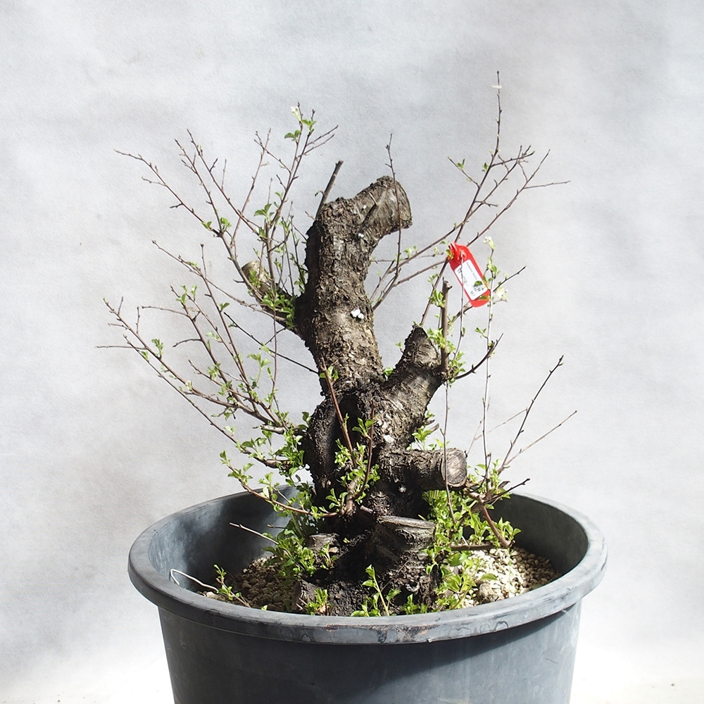 Outdoor Bonsai -Mahalebka - Prunus Mahaleb