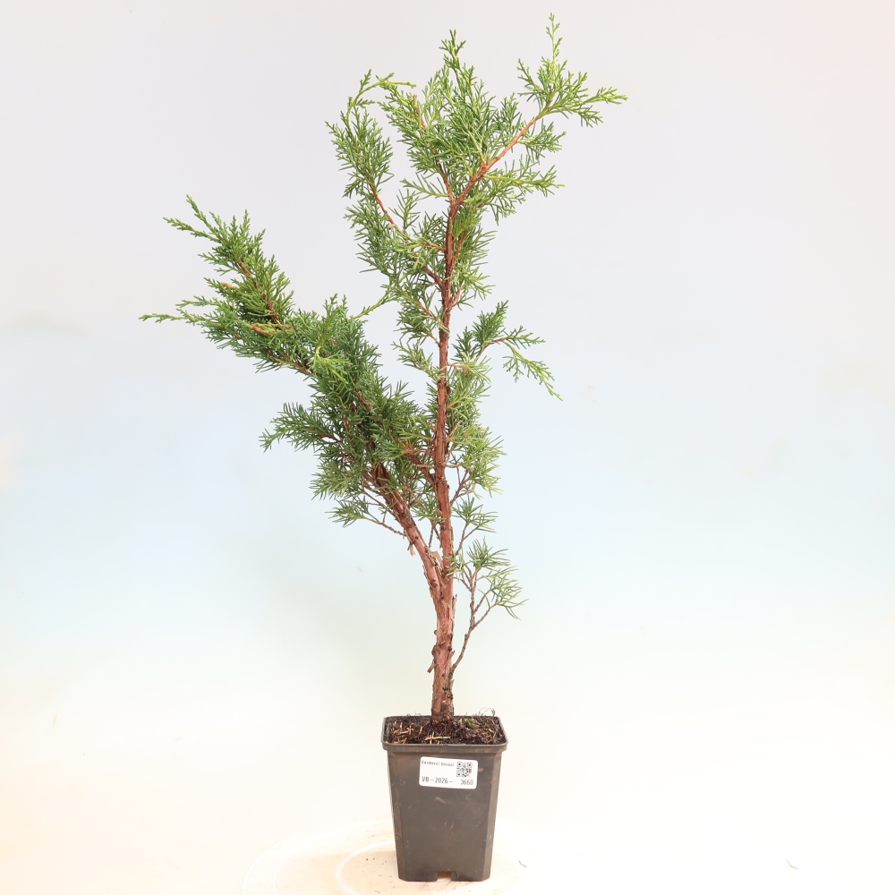 Bonsai für draußen - Juniperus chinensis Kishu