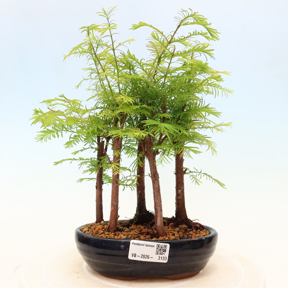 Bonsai für den Außenbereich – Metasequoia glyptostroboides – Chinesische Metasequoia – Wäldchen