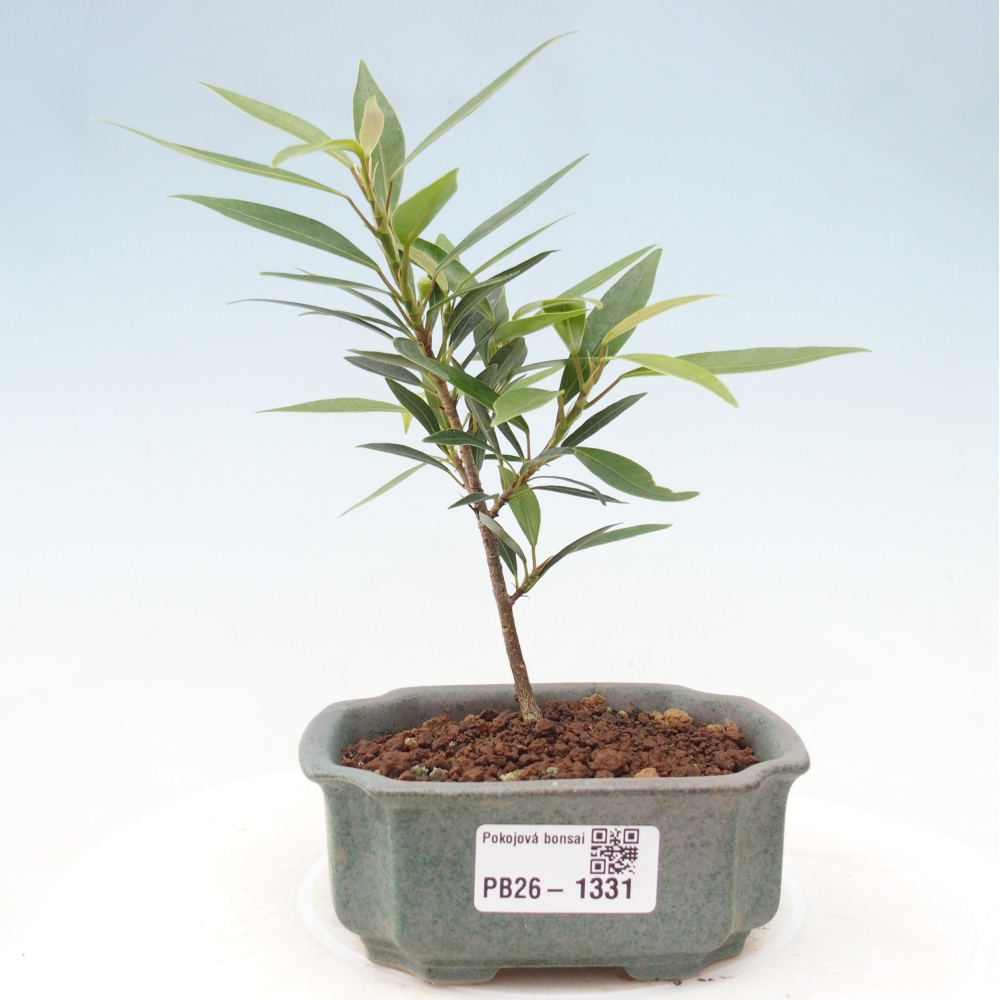 Zimmerbonsai - Ficus nerifolia - Kleinblättriger Ficus