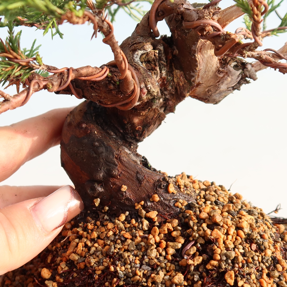 Outdoor bonsai - Juniperus chinensis Itoigawa - Chinese juniper