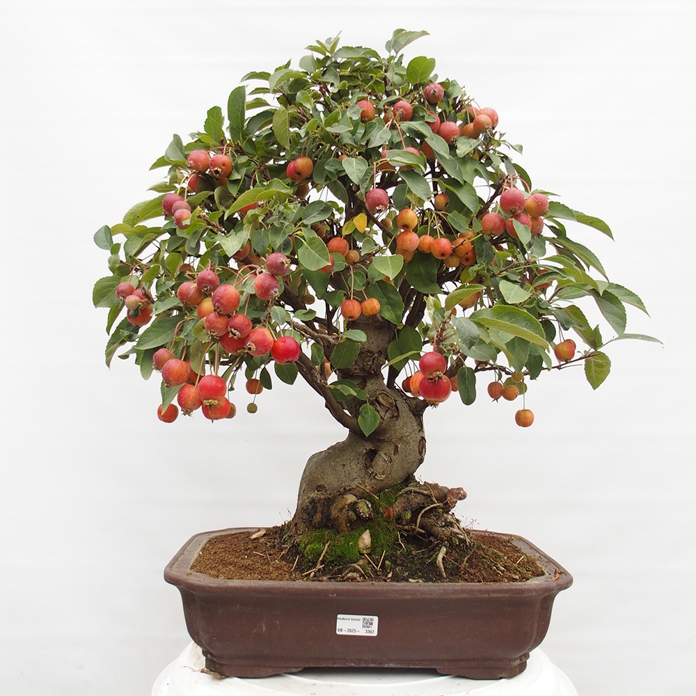 Bonsai im Freien - Malus halliana - Kleinfruchtiger Apfelbaum