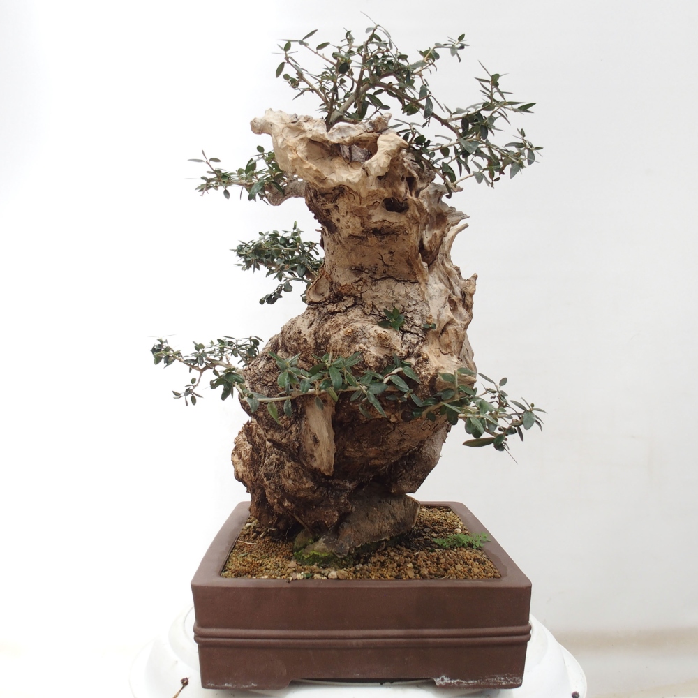 Indoor-Bonsai - Olea europaea sylvestris - Europäisches kleinblättriges Olivenöl