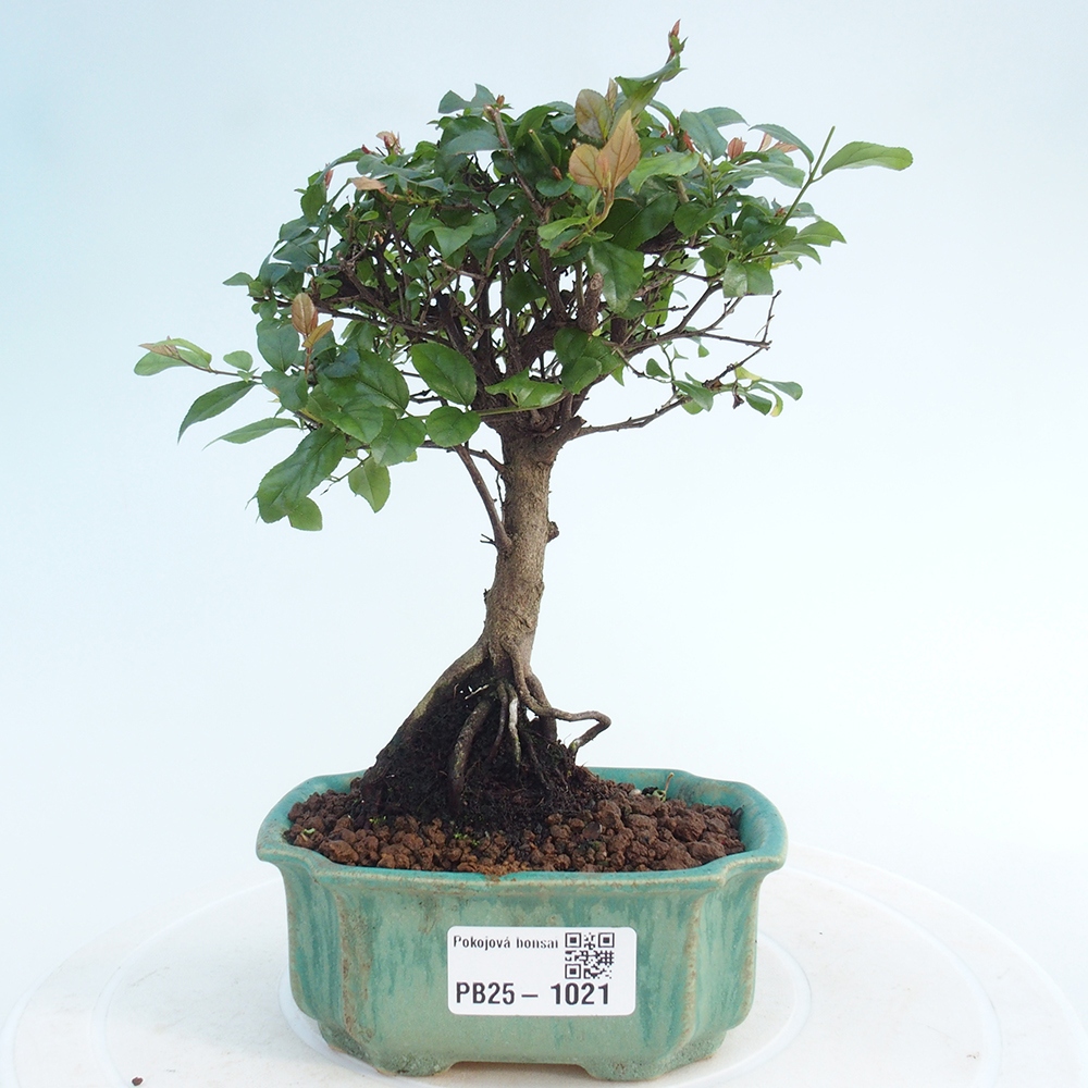 Innenbonsai - Sagerécie Thea - Sagerécie Thea