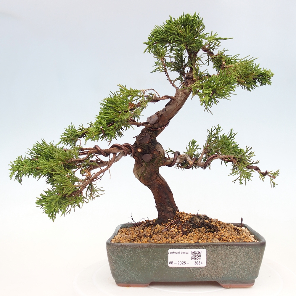 Outdoor bonsai - Juniperus chinensis Itoigawa - Chinese juniper
