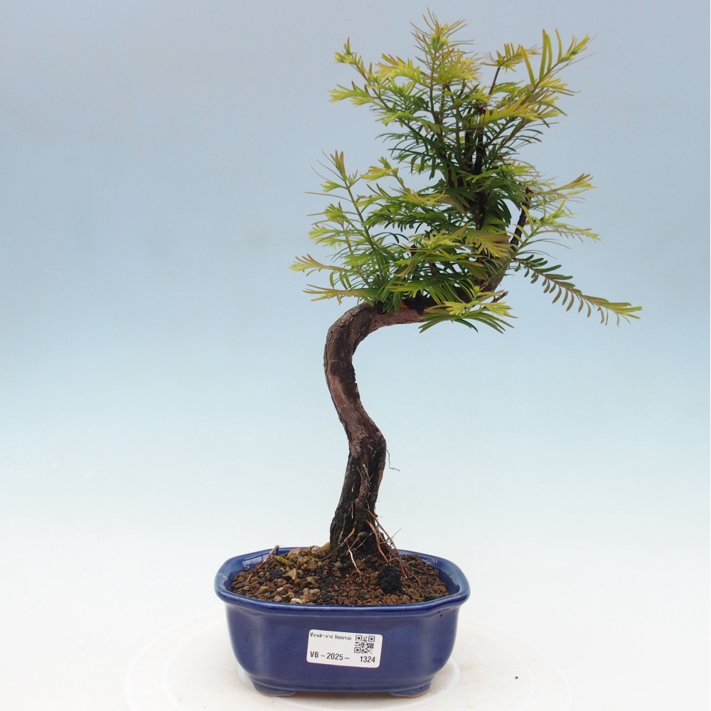 Bonsai im Freien - Metasequoia glyptostroboides - Chinesischer Metasequoia