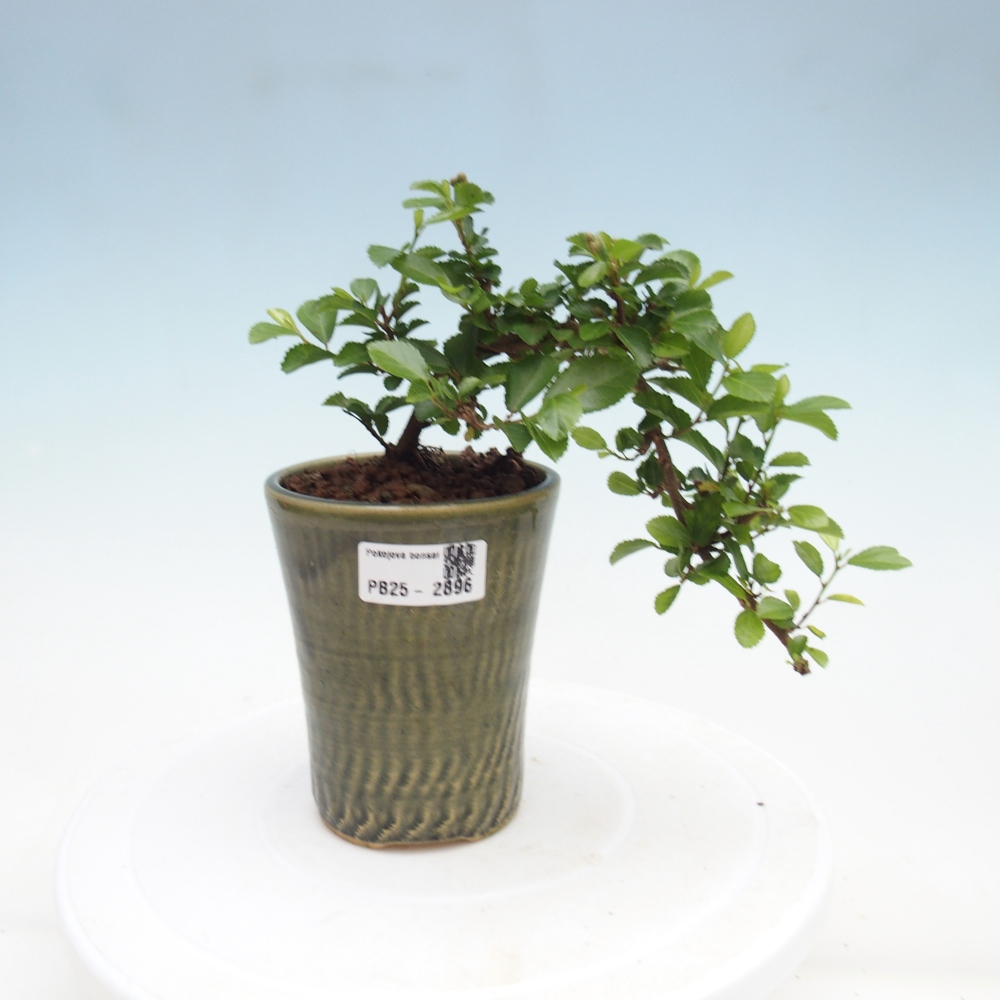 Zimmerbonsai - Grewia occidentalis - Lavendelstern