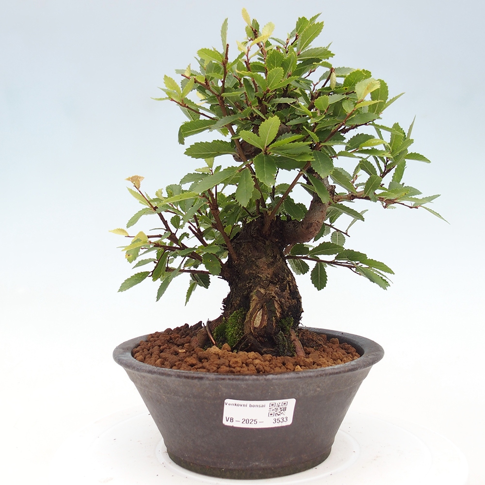 Bonsai im Freien - Zelkova - Zelkova serrata