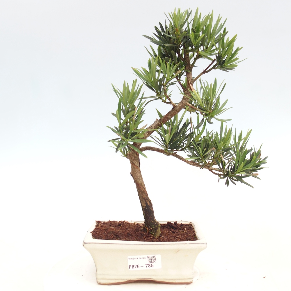Zimmerbonsai - Podocarpus - Stein-Eibe