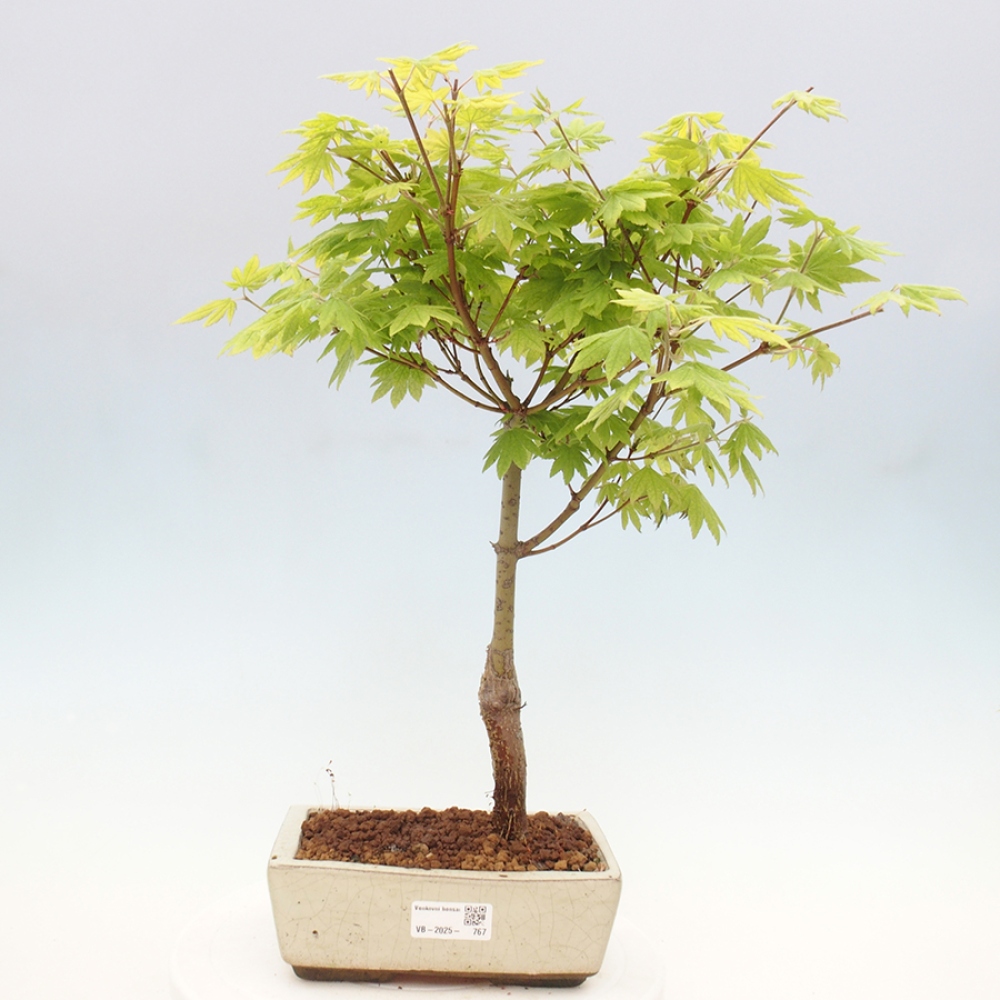 Bonsai im Freien - Ahorn palmatum katsura GISAN - Ahorn palmat