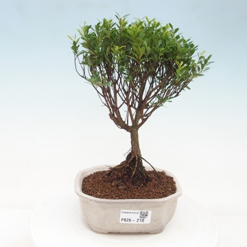Syzygium - e-bonsai.de