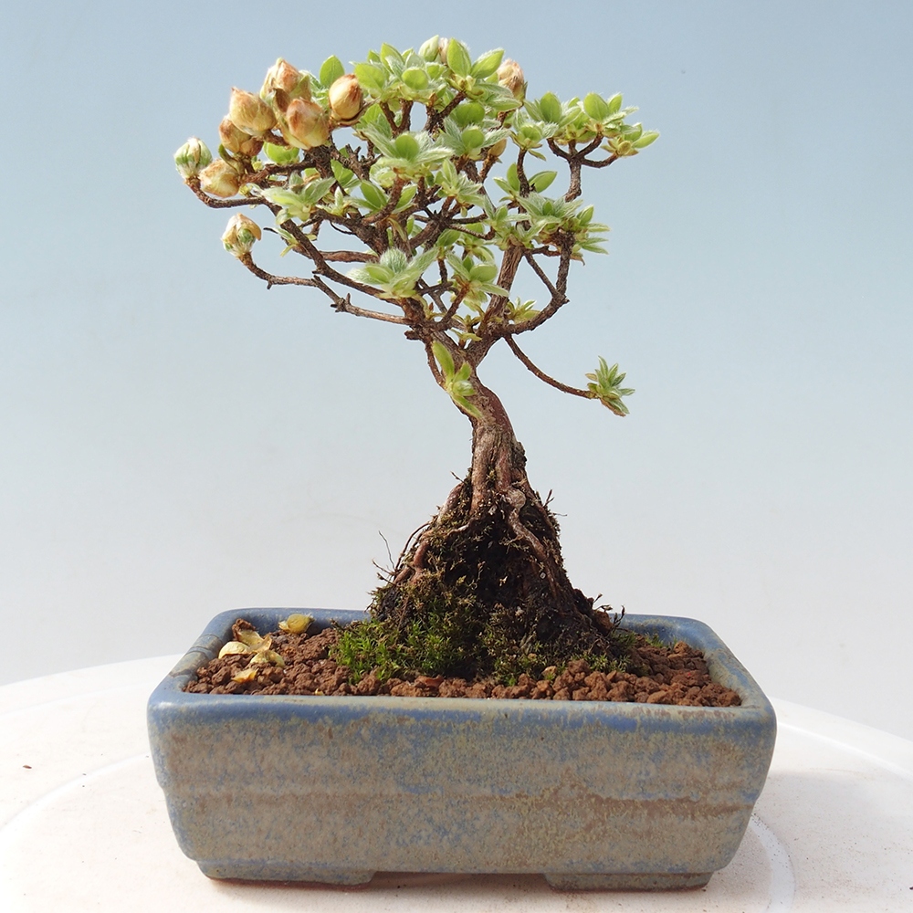 Outdoor-Bonsai - Rododendron indicum - Japanische Azalee