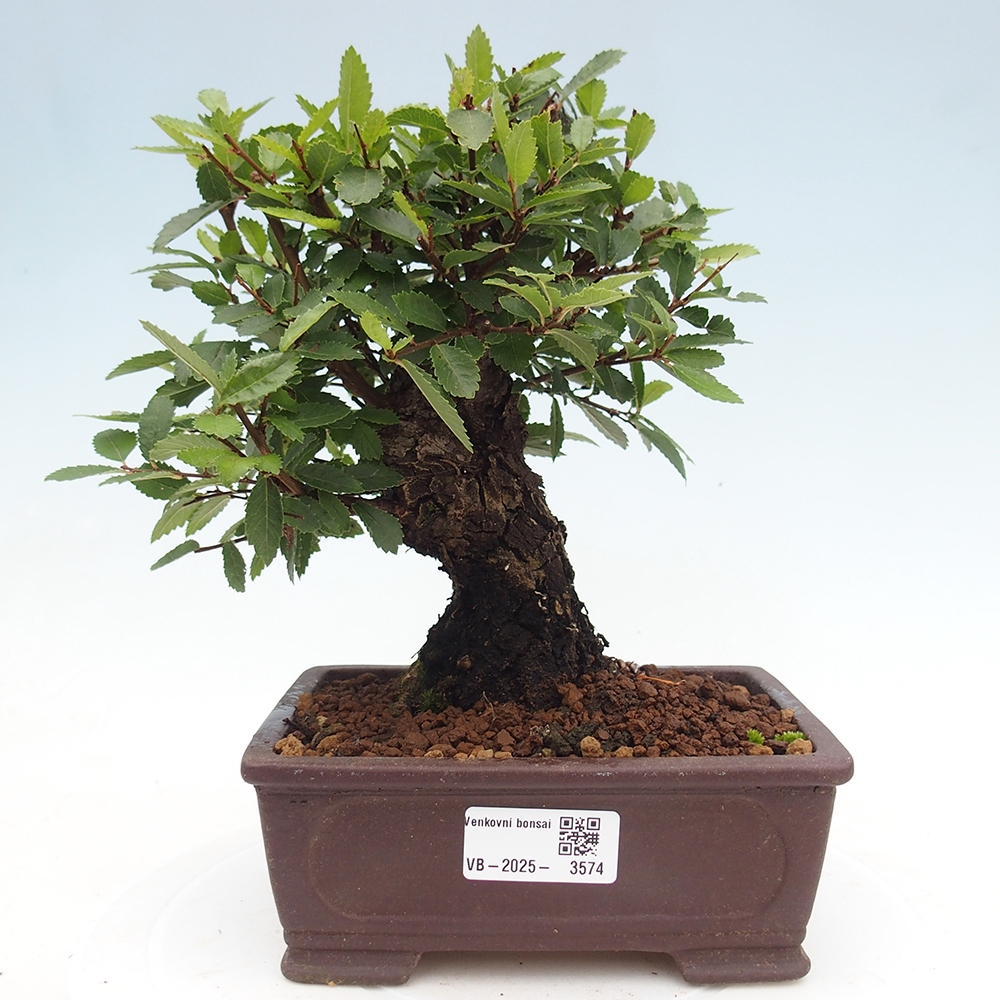 Bonsai für draußen - Zelkova - Zelkova NIRE