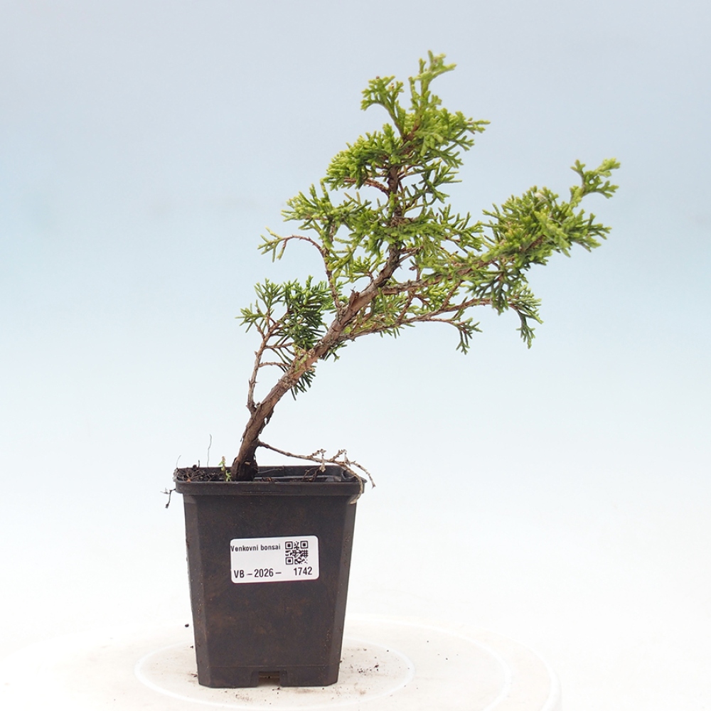 Bonsai für draußen - Juniperus chinensis Itoigawa