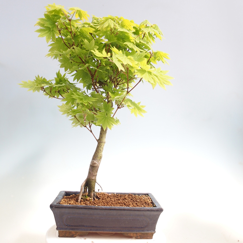 Bonsai im Freien - Ahorn palmatum katsura GISAN - Ahorn palmat