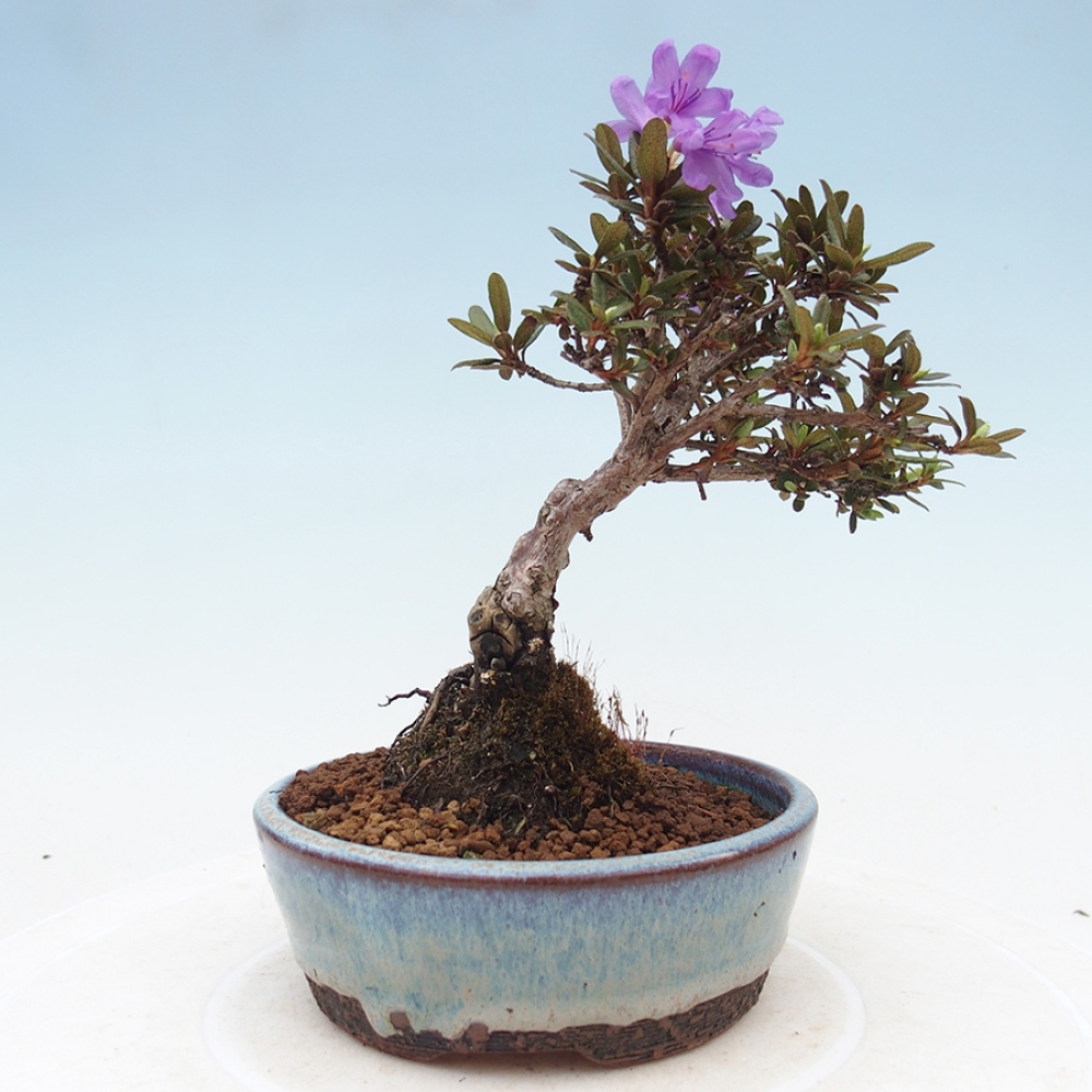 Outdoor-Bonsai - Rhododendron - Skunk
