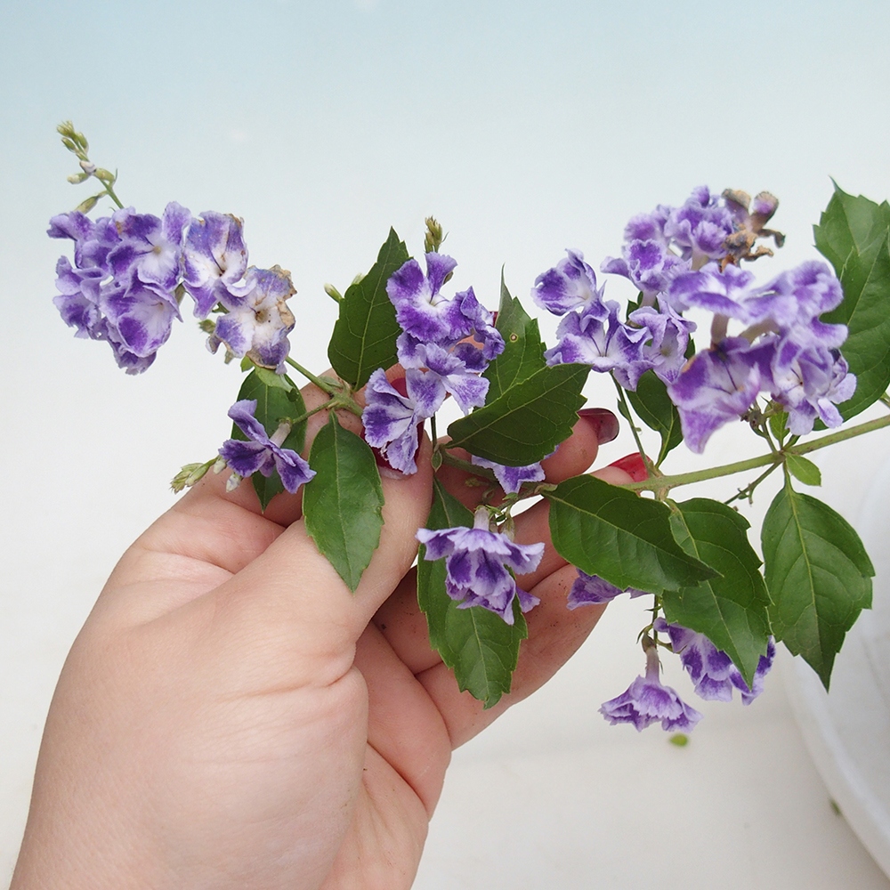 Zimmerbonsai - Duranta erecta Aurea