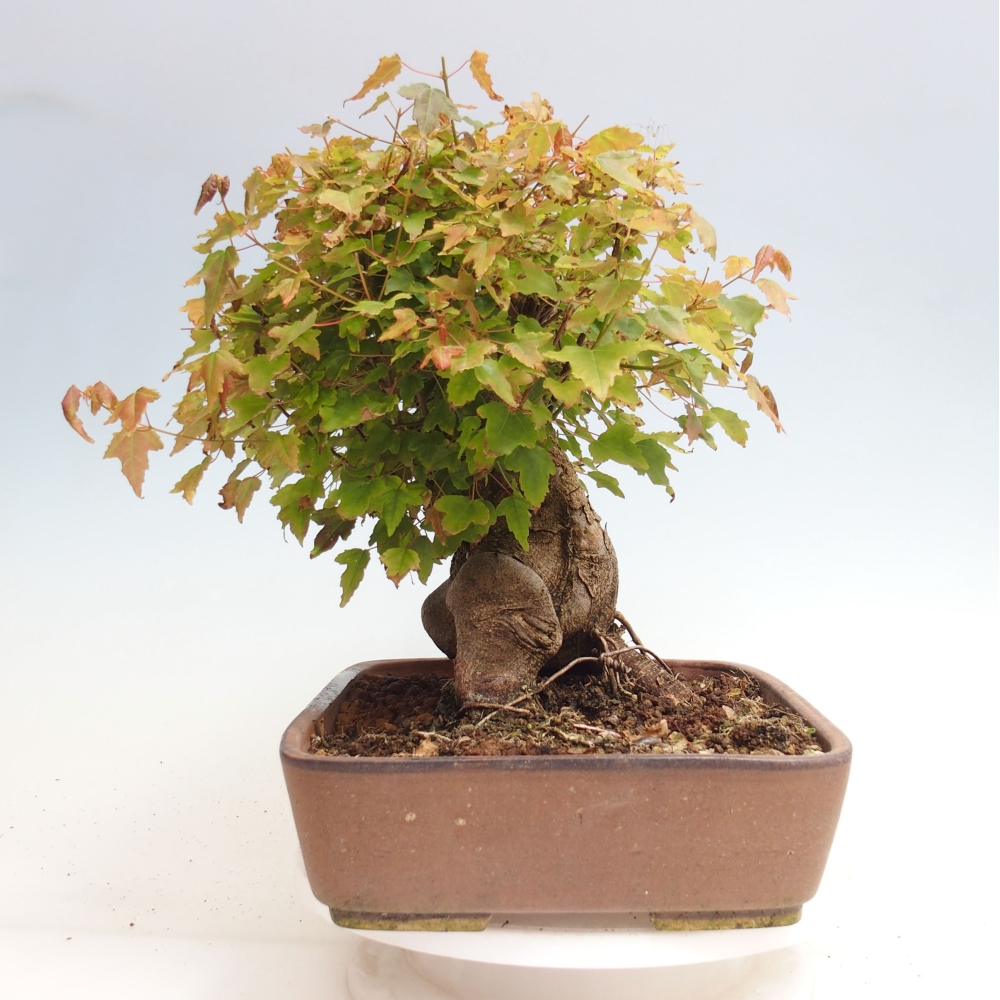 Bonsai im Freien - Ahorn Buergerianum - Burger Maple