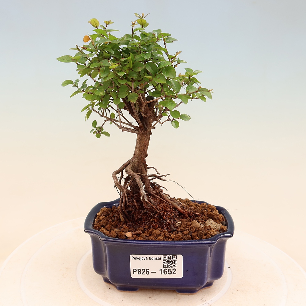 Zimmer Bonsai - Sageretia thea - Sageretia thea