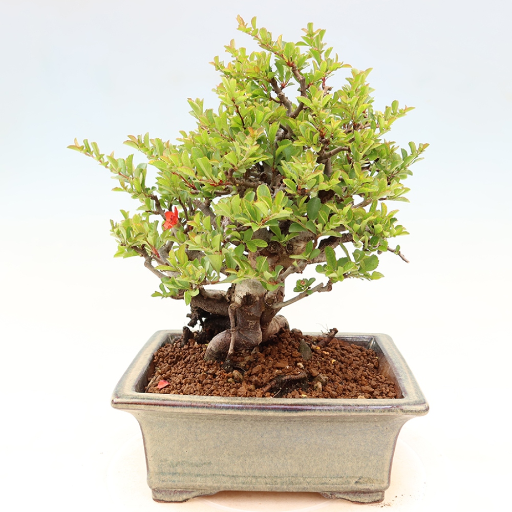 Bonsai für draußen - Chaneomeles speciosa Chojubai