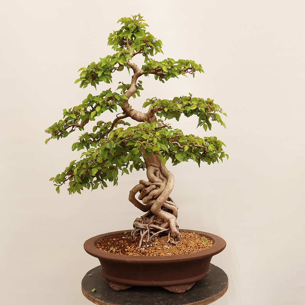 Bonsai im Freien - Carpinus Coreana - Koreanische Hainbuche