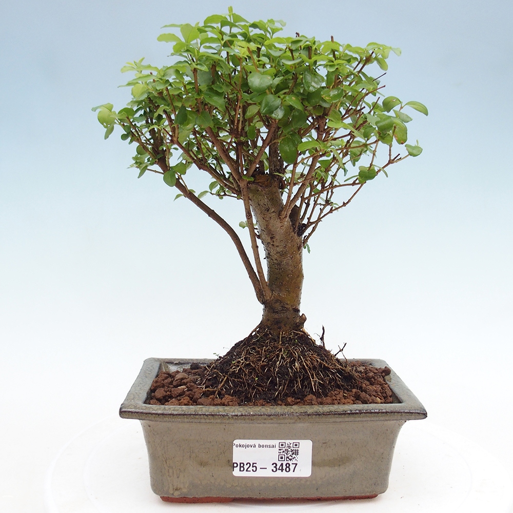 Zimmer Bonsai -Ligustrum chinensis - Vogelschnabel