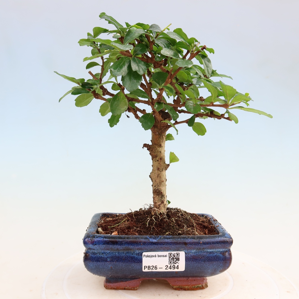 Zimmer-Bonsai - Carmona macrophylla - Tee-Fuki