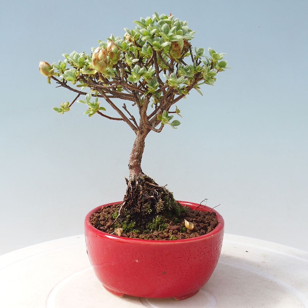 Outdoor-Bonsai - Rododendron indicum - Japanische Azalee