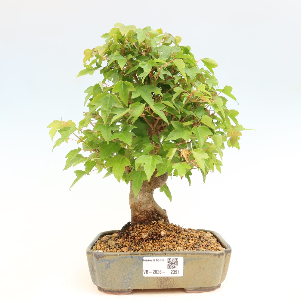 Bonsai für draußen - Ahorn Burger - Acer Burgerianum