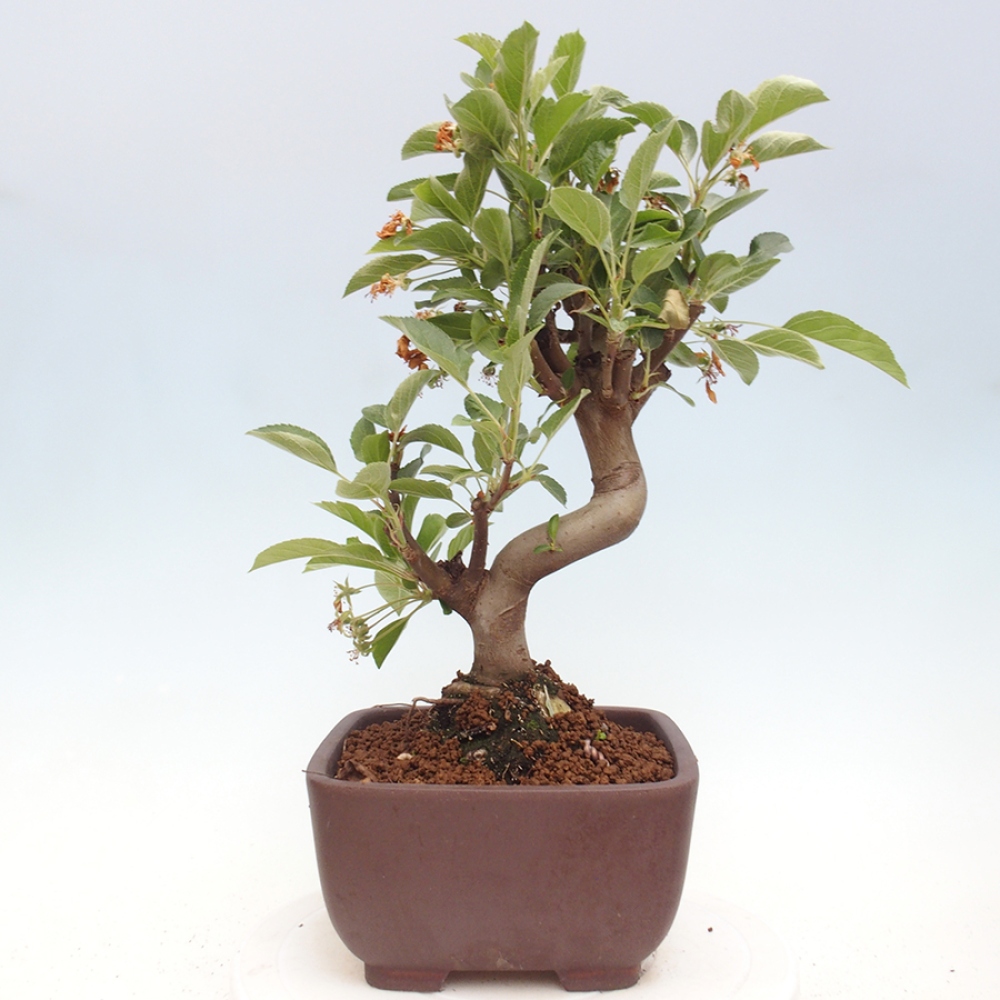 Bonsai im Freien - Malus halliana - Kleinfruchtiger Apfelbaum