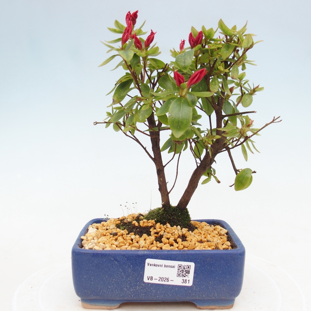Bonsai für draußen - Japanische Azalee - Azalea sp.