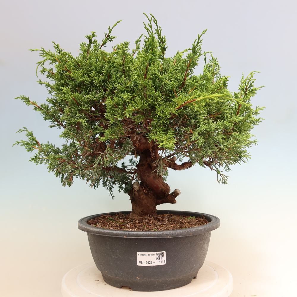 Bonsai für draußen - Juniperus chinensis Itoigawa-Juniperus chinensis