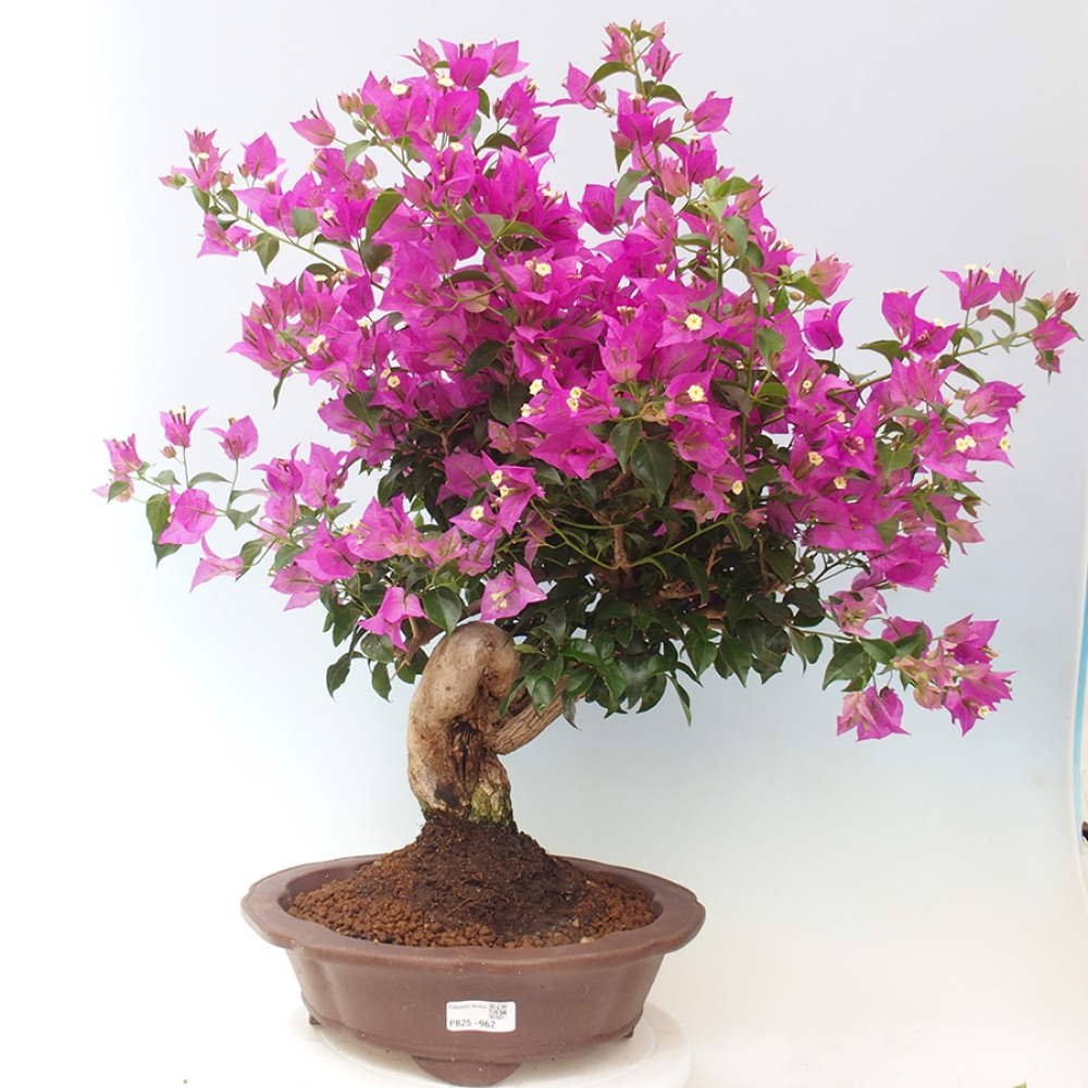 Indoor Bonsai - Bouganwilea