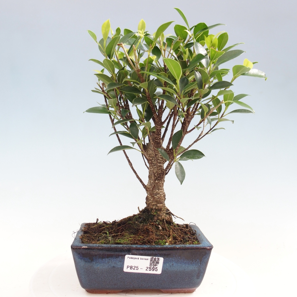Zimmerbonsai - Ficus retusa - kleinblättriger Ficus