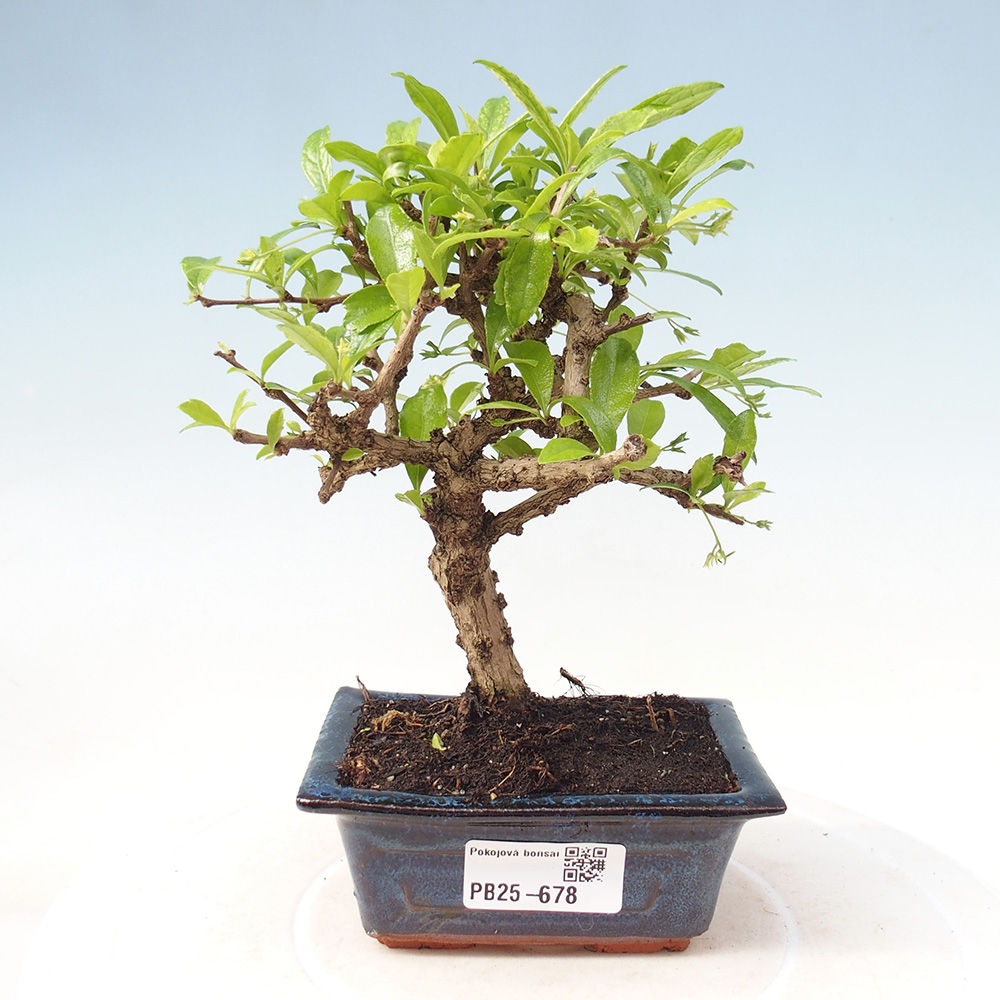 Zimmerbonsai - Carmona Macrophylla - Fuki-Tee