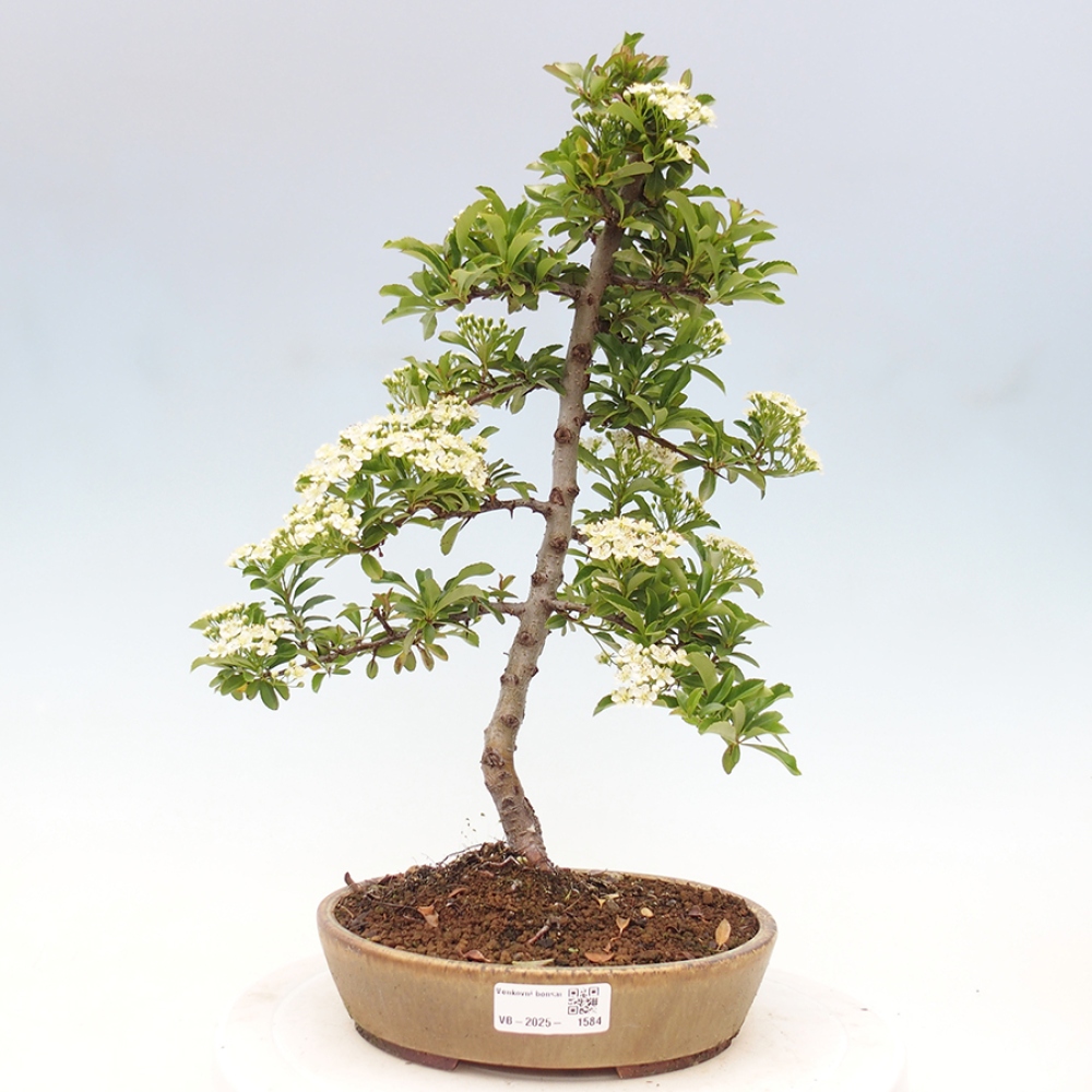 Outdoor Bonsai-Pyracanta Teton -Bäckerei