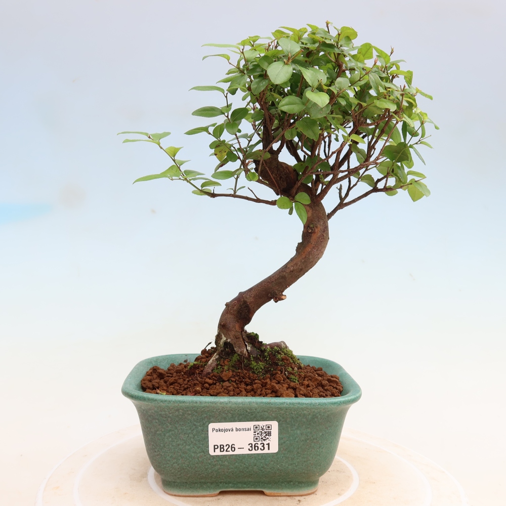 Zimmer Bonsai - Sageretia thea - Sageretia thea