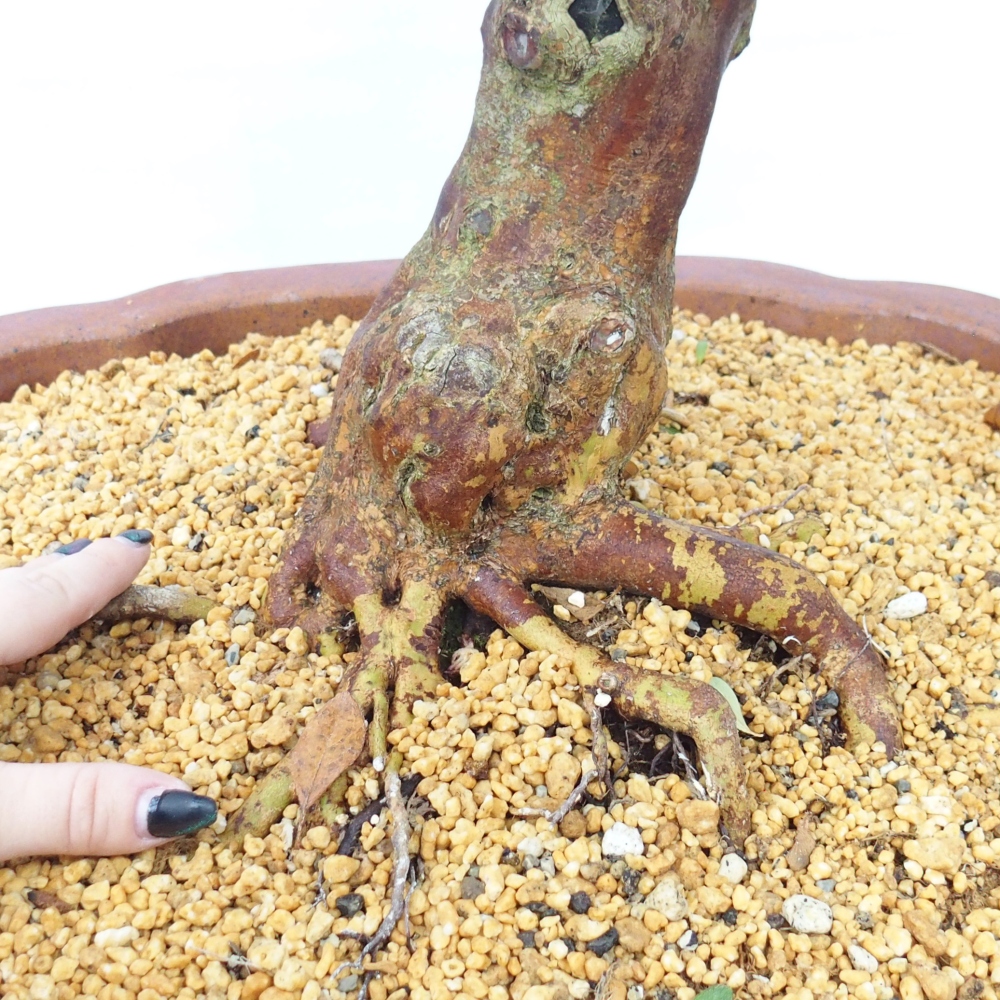 Bonsai für draußen - Japanische Azalee - Azalee Sayaka