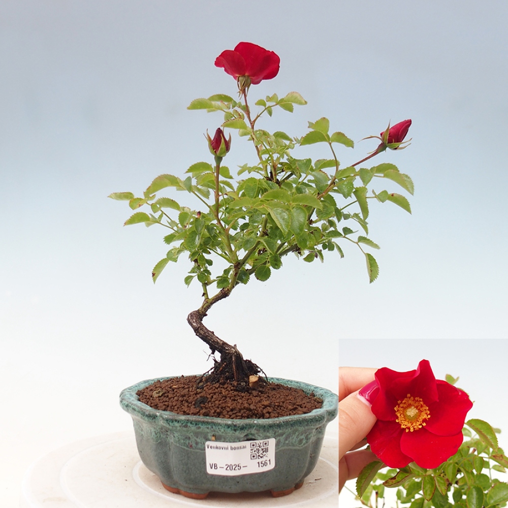 Freilandbonsai - Rosa Kordes -  Rose