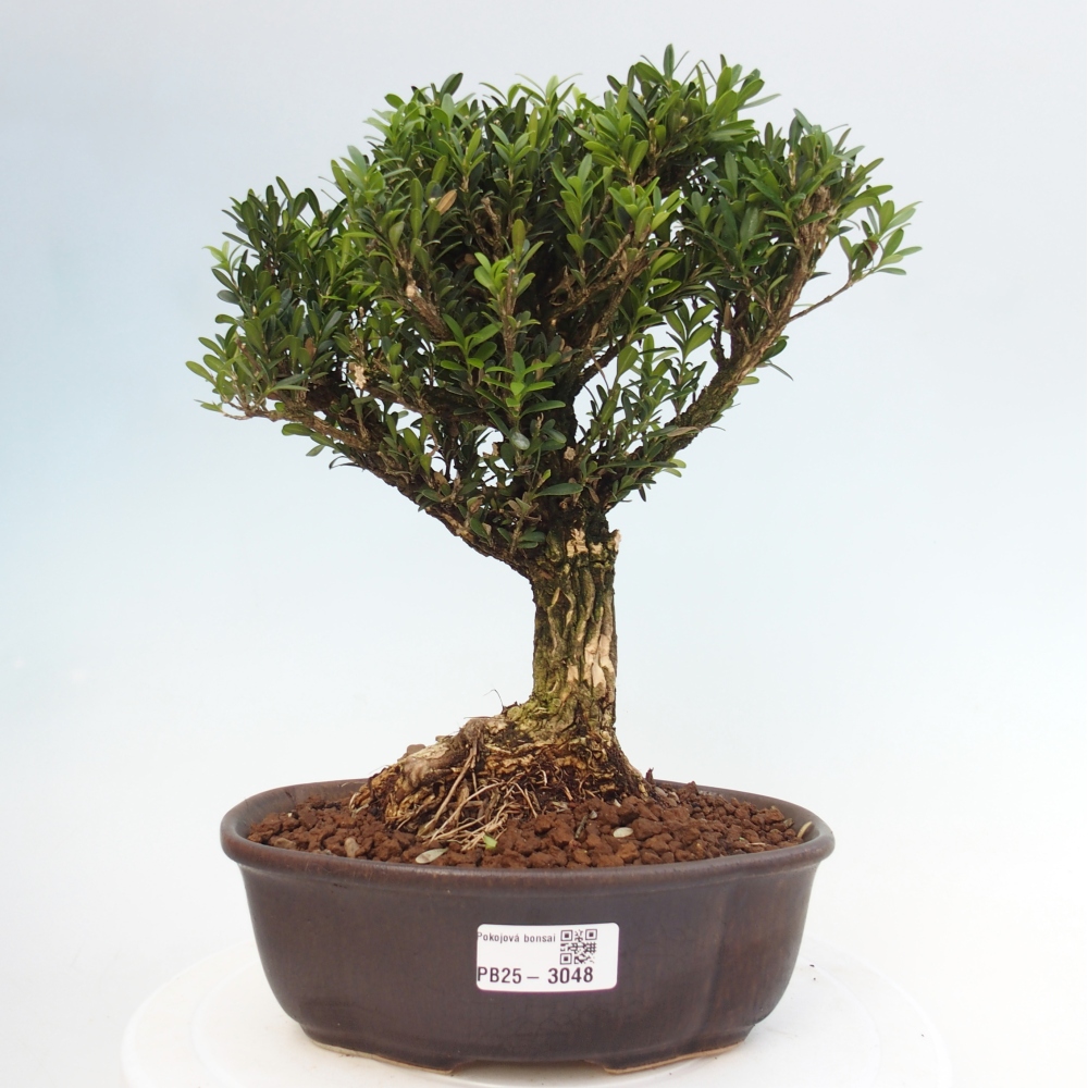 Innenbonsai - Buxus harlandii - Korkbuchsbaum