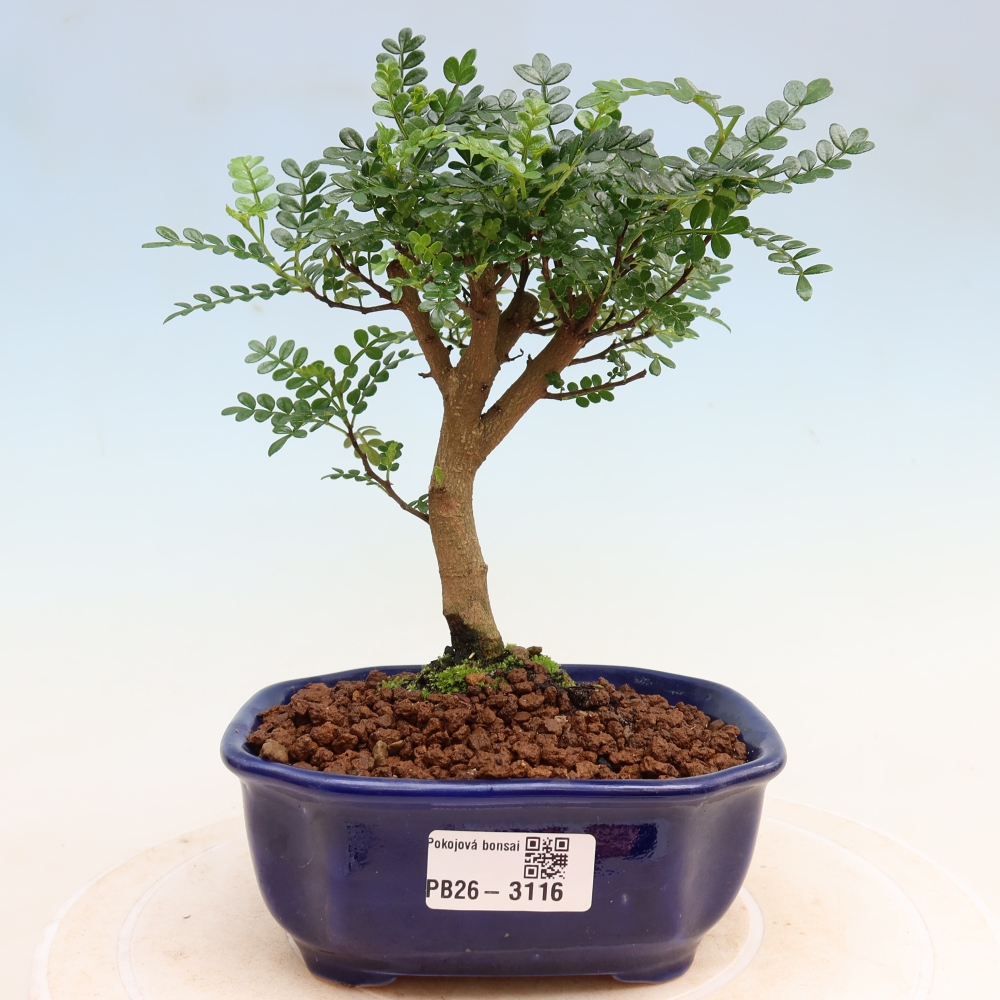 Zimmer Bonsai - Zantoxylum piperitum - Pfefferbaum