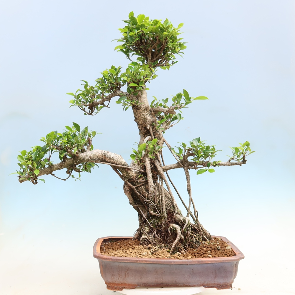 Zimmerbonsai - Ficus kimmen - Kleinblättriger Ficus
