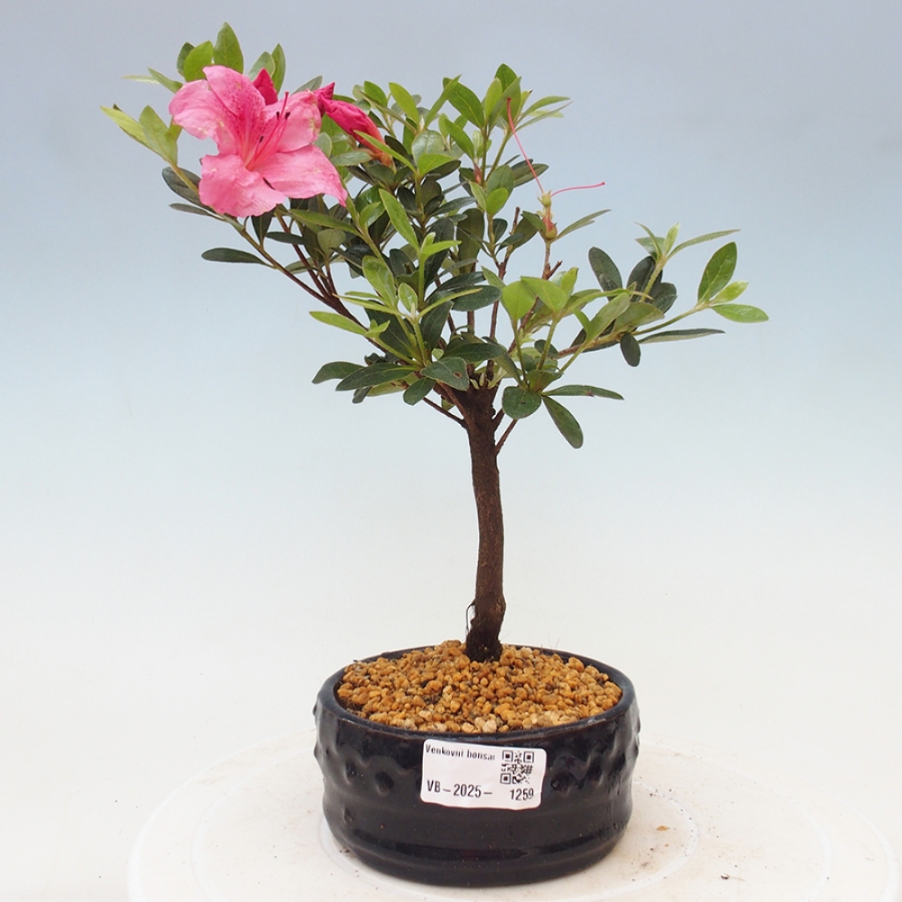 Bonsai im Freien - Japanische Azalee - Azalea sp.