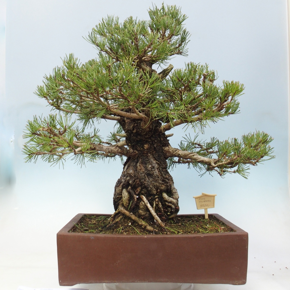 Bonsai für draußen - Pinus sylvestris - Pinus sylvestris